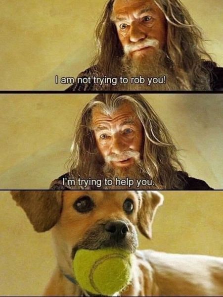 dog donald sensing.jpg
